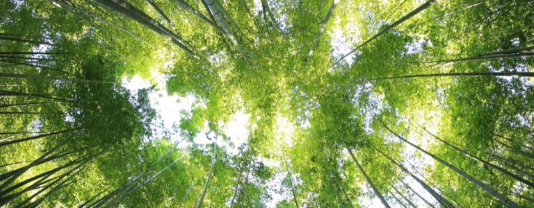 Sguardo rivolto sulle cime degli alberi alti.